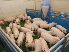 Niepokojące sygnały z gospodarstw. Bakterie coraz częściej wygrywają z lekami
