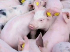 Dania: Koniec serii obniżek cen warchlaków