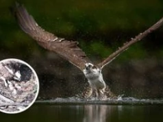 Małe wielkie wydarzenie w Nadleśnictwie Lipka. Wykluł się pisklak rybołowa