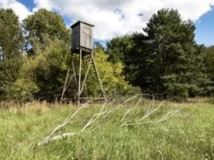 Rzeź dzików. Zmarnowano 626 milionów złotych?