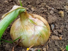 Domowy nawóz do cebuli. Prosty sposób na zdrowe i bujne plony