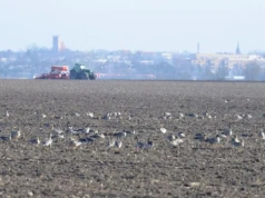 Spustoszone uprawy. Rolnicy usłyszeli od rządu: „Radźcie sobie sami”
