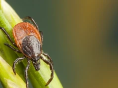 Gigantyczne kleszcze afrykańskie są w Polsce. Biegną za swoją ofiarą