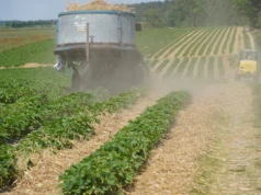 Ścielenie truskawek słomą. Kluczowy moment sezonu na plantacjach