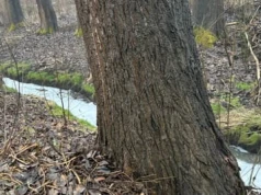 Państwowy gigant wycofuje pozew. Chemia wciąż trafia do rzeki
