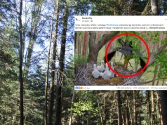 Pokazali poruszające nagranie z bocianiego gniazda. "Refleks i odwaga"