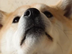 Czy Shiba Inu znajduje się przed kolejną hossą? Oto analiza