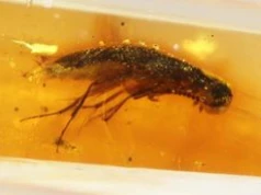 Bursztyn z epoki dinozaurów. Skrywał życie z prastarych lasów Gondwany