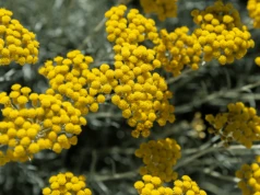 Immortelle w pielęgnacji skóry – właściwości, zastosowanie i kosmetyczny fenomen kocanek włoskich 