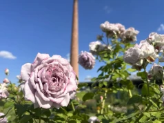 Medolandia – kraina miodu i róż