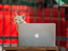 Kot kocha twojego laptopa? Ta aplikacja sprawi, że w nim nie namiesza