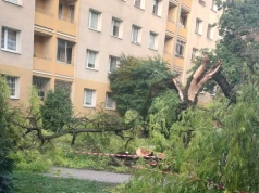 Ochota: drzewo runęło na dziedzińcu przed blokami. Mogło dojść do tragedii