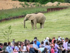 Dramat na oczach odwiedzających w zoo. Słoń zabił słonicę. "Szybko nas wyprowadzili"