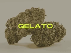 Gelato – kultowa odmiana trafiła do SEEDBOXA
