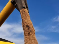 Świat zużyje więcej pszenicy, niż wyprodukuje. USDA tnie prognozy zbiorów