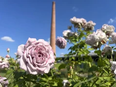 Medolandia – kraina miodu i róż