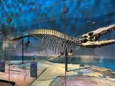 Gigantyczny gad z oceanów. Mierzył 13 metrów i budził postrach