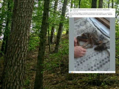 Pokazali zdjęcie małej sarny i apelują. "Ktoś skazał to zwierzę"