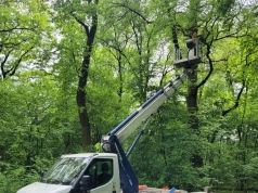 Zbierają nasiona z drzew, które przetrwały chorobę. Tak ratowane są wiązy w Krakowie (Galeria)