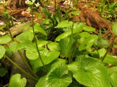 Farma wasabi pod Radomiem. Polska uprawa japońskiego chrzanu