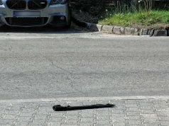 Atak z użyciem narzędzia przypominającego maczetę w Siedlcach. Jeden z podejrzanych został aresztowany