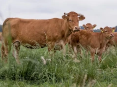 „Byki 5 zł w dół, a odsadki stoją". Jakie są dziś ceny bydła?