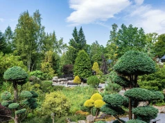 "Mała Japonia" w Polsce przyciąga tłumy. Wiosną kwitnie tu ponad 3000 rododendronów
