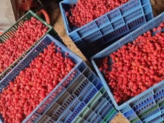 Minimalne ceny skupu owoców – dobry żart tymfa wart