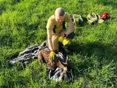 Bohaterska akcja strażaków w Bieszczadach. Wyczerpana sarna uratowana ze zbiornika na Gromadzyniu