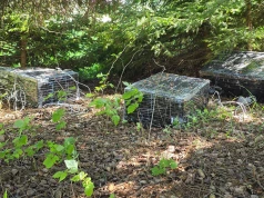 Balony z białoruską kontrabandą. Wśród zatrzymanych policjanci i strażnicy graniczni