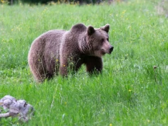 Akcja w Bieszczadach, odławiają niedźwiedzie. Ekspertka wskazuje wprost