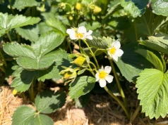 Zabiegi na plantacjach w trakcie wzrostu owoców | Komunikat jagodowy, Tomasz Domański
