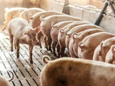 Rosną straty w tuczu świń. Hodowcy dokładają ponad 350 zł do sztuki