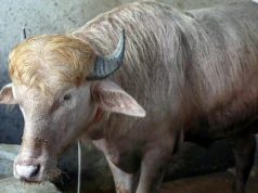 Zoo zamiast rzezi – albinos-bawół o imieniu „Donald Trump” uratowany