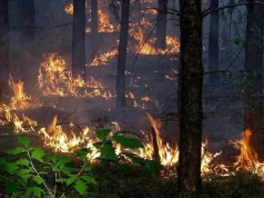 Ogromny pożar lasu na Mazowszu. "Sytuacja jest groźna"