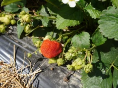 Jakie ceny za truskawki oferują grupy producentów? Plantatorzy już sprzedają owoce
