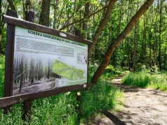 Spacerem przez zieloną Częstochowę – Lasek Aniołowski, Lisiniec i Park Staszica