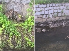 Młode dziki uwięzione w korycie rzeki. Z pomocą ruszyli strażacy