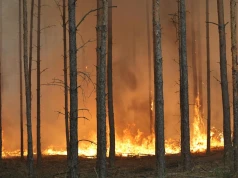 Pożar lasu w powiecie wołomińskim. Sytuacja jest groźna!
