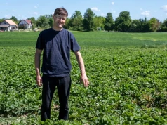 Kiedy zbiory truskawek w Lichnowach? Znamy przewidywane ceny owoców