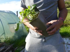 Najdroższa roślina świata kosztuje 1500 zł za kilogram. Można ją sadzić w Polsce