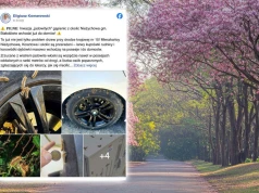 Nie parkuj auta pod tymi drzewami. Gmina wydała ostrzeżenie dla kierowców