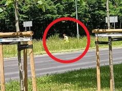Miejska łąka ogołocona z kwiatów? ZZM opisał niecodzienną sytuację