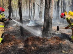 300 hektarów lasu w ogniu. Mieszkańcy ewakuowani, ponad 800 strażaków nadal walczy z żywiołem
