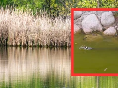 Leśnicy pokazali wideo. Nie kryją zachwytu. "Niesamowity widok"