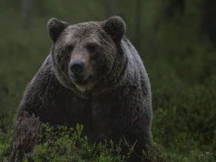 Niedźwiedzie niszczą pasieki na Podhalu. „Pieniądze nie rekompensują strat”