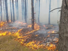 Pożar lasu na Mazowszu. Nowe informacje