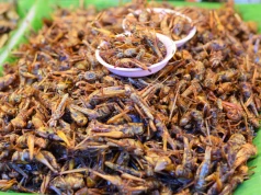 Jedzenie owadów uratuje planetę? Bezlitosne badania: Emisje jak przy produkcji mięsa