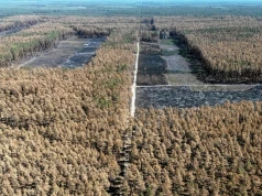 Pożar strawił puszczę, ale leśnicy zaskoczeni. Przyroda już się odradza