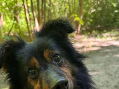 Kto odmieni ich los? Schronisko w Koninie zachęca do adopcji